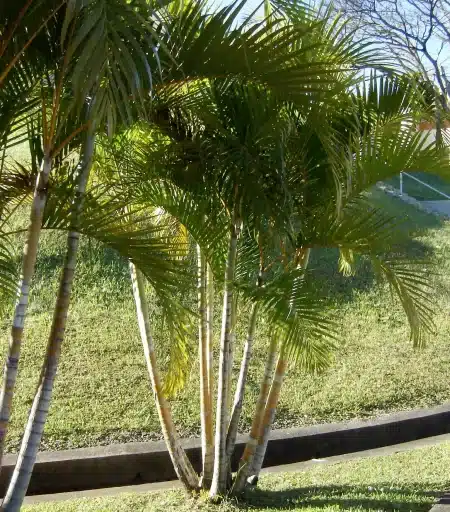 Areca Trees for Sale | Panorama Tree Care, Florida