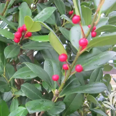 East Palatka Holly