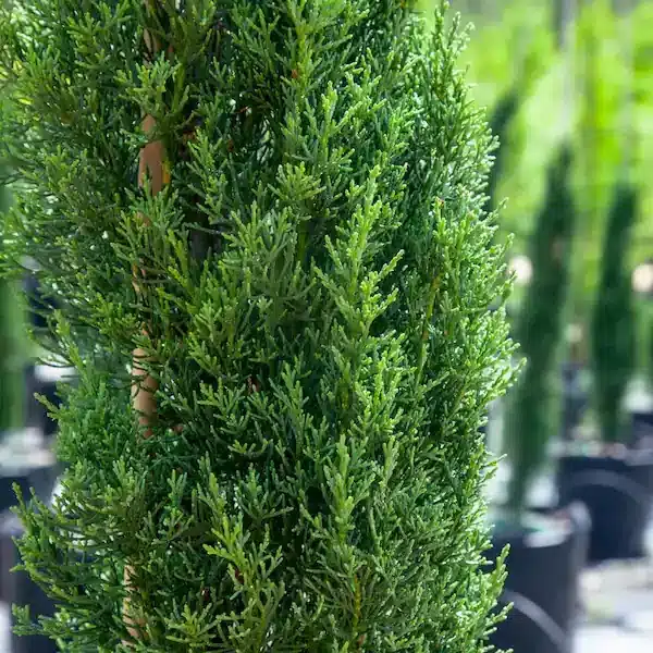 Italian Cypress