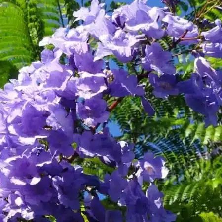 Jacaranda
