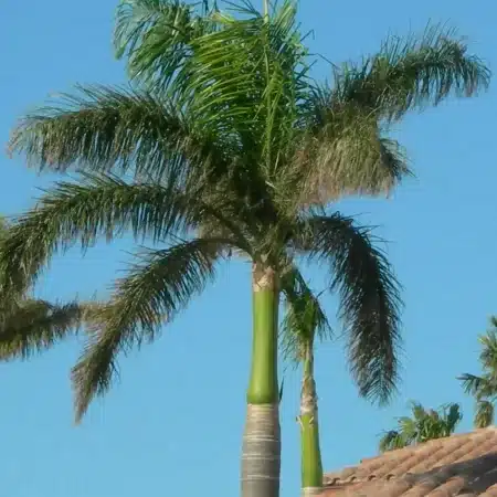 Royal Palm