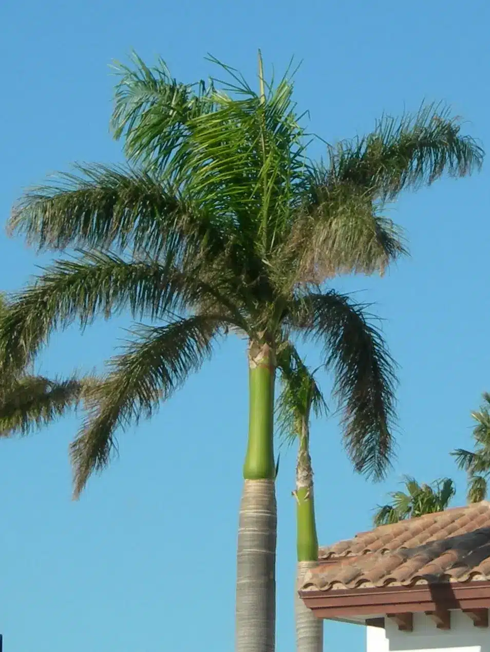 Royal Palm - Panorama Tree Care