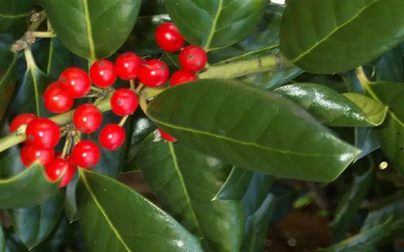 Burfordi Holly