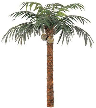 Coconut Palm