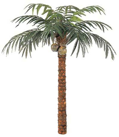 Coconut Palm