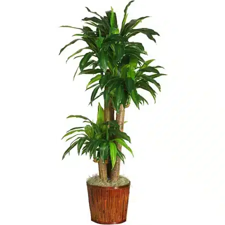 Dracaena Corn plant