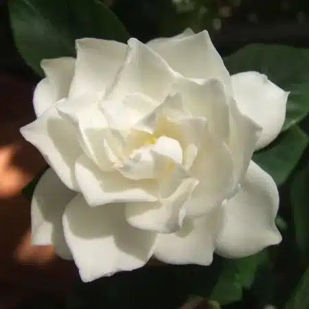 Gardenia