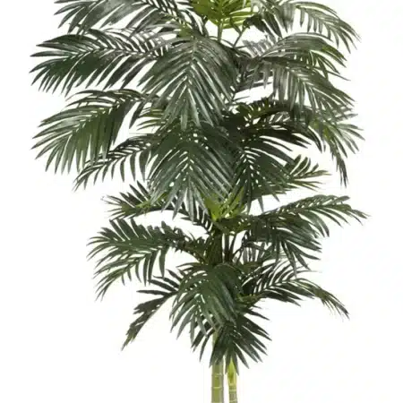 Golden Cane Palm Silk Tree