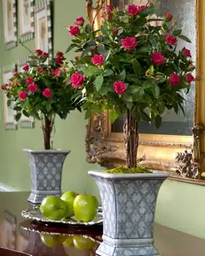 Mini Rose Topiary