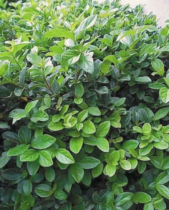 Viburnum Shrubs for Sale Panorama Tree Care