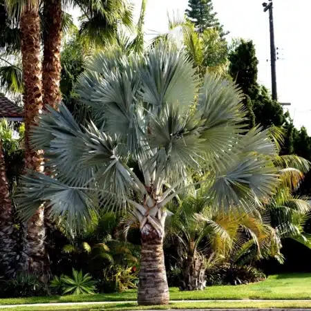 Palms